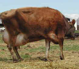 dairy reproductive rights