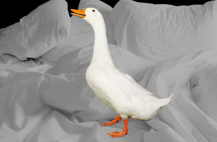 goose and bedding