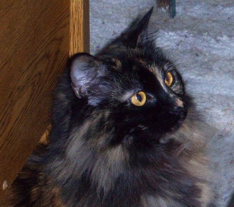 Cat KayDee