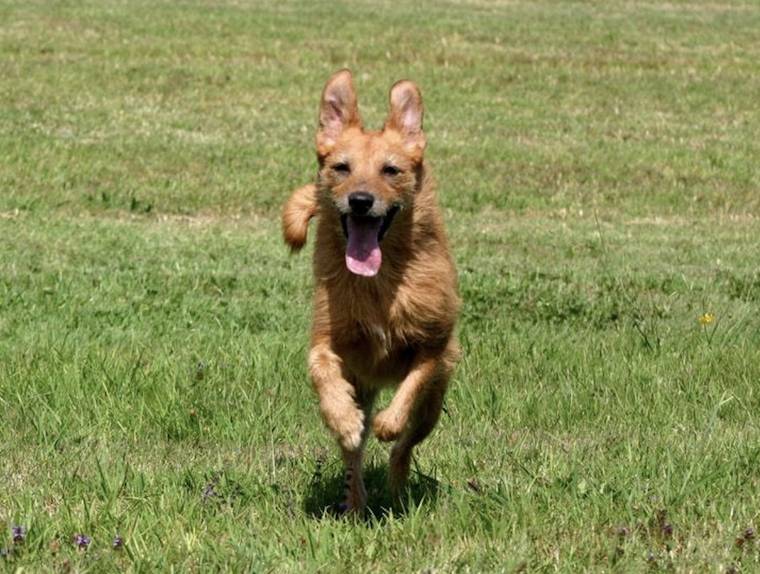 happy dog