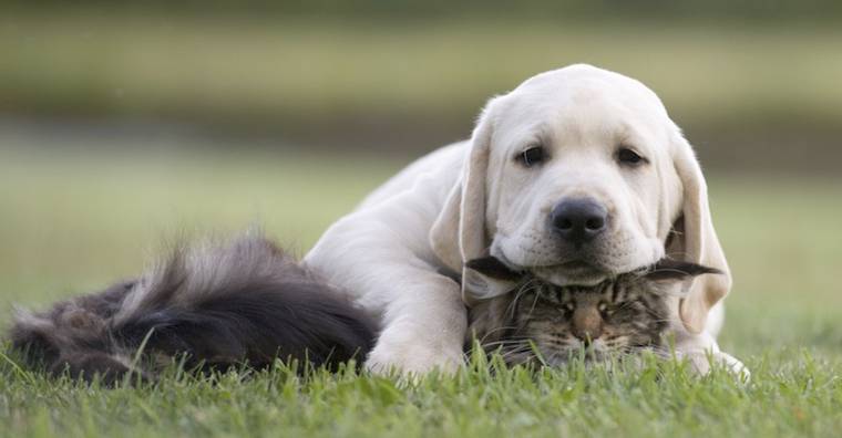 puppy and cat