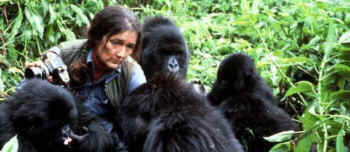 Dian Fossey gorillas
