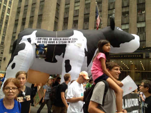 greenhouse gas cow