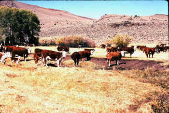 grazing cow pollution