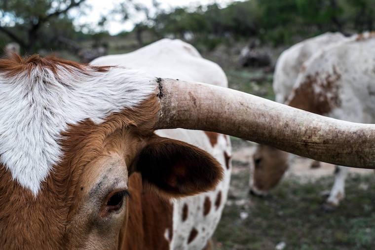 longhorns