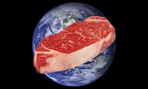 diet extinction diversity