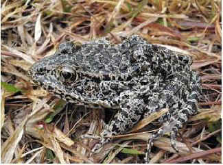 dusky gopher frog