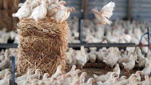 poultry pollution