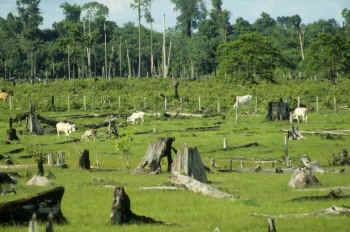 clearcut