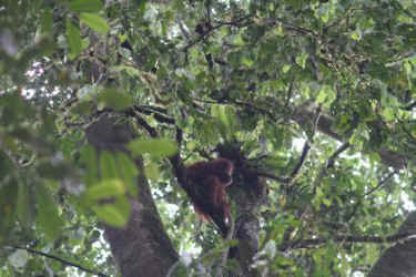 orangutans release palm oil