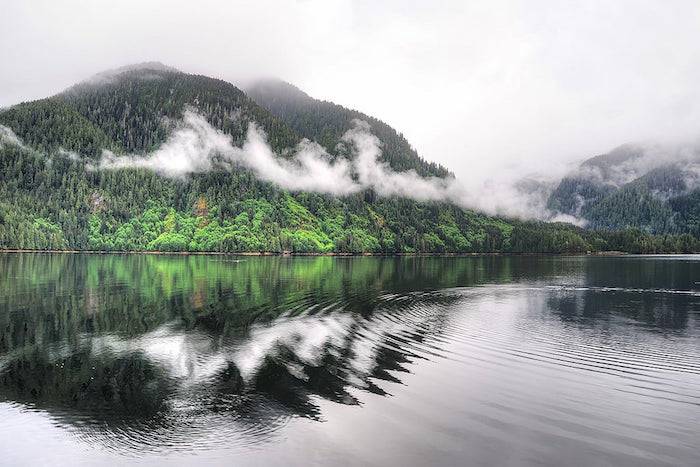 great bear rainforest