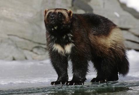 wolverine