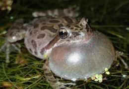 frogs build wetlands