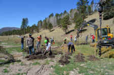 restoration rewild