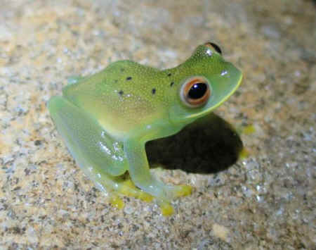 frog Cochranella granulosa