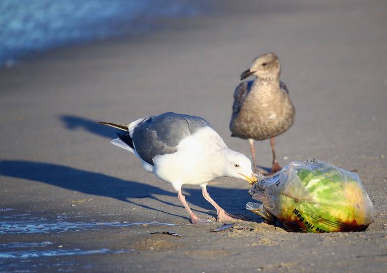 seabirds and plastic
