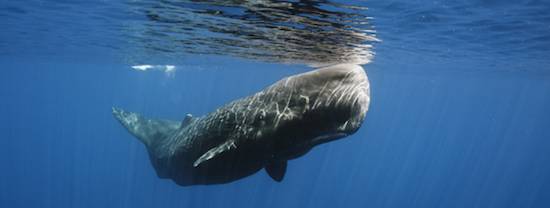whale