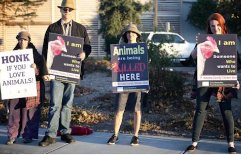 poultry slaughterhouse demo