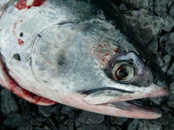 catch-and-release