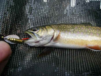 catch-and-release