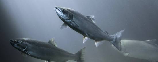 farmed fish