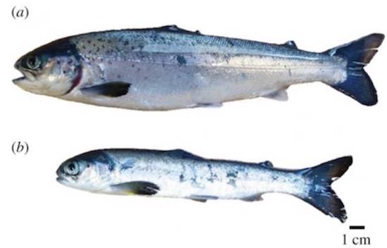 farm raised salmon
