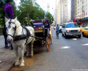 carriage horse New York NYPD ALDF