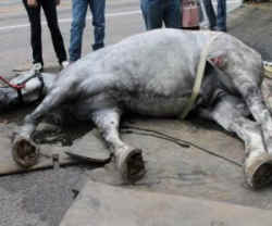 carriage horse collapse