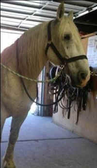 Jerry carriage horse collapses dies