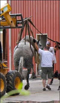 Jerry carriage horse collapses dies