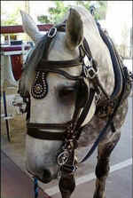 Jerry carriage horse collapses dies