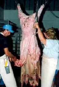 pig slaughter