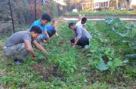 community gardens