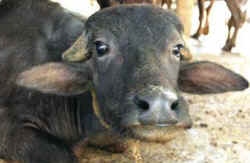 India cow eating plastic