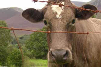 animal cruelty prosecution