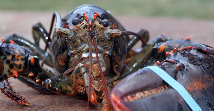 lobster cruelty