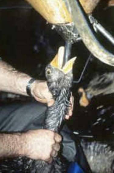 forcefed goose