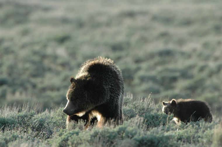 grizzly bear and cub