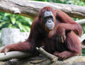 Sandra orangutan personhood