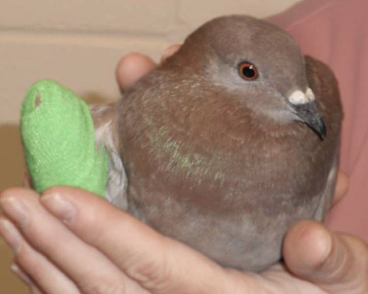 pigeon shoot victim