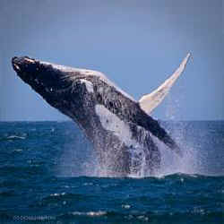 sonar and marine life