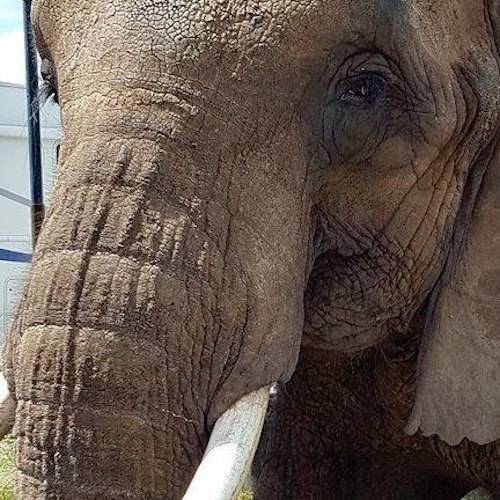 Nosey Elephant