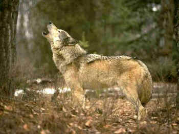 Wyoming wolves