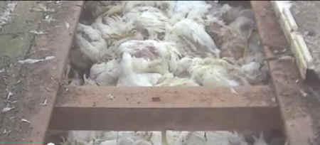 chickens buried alive