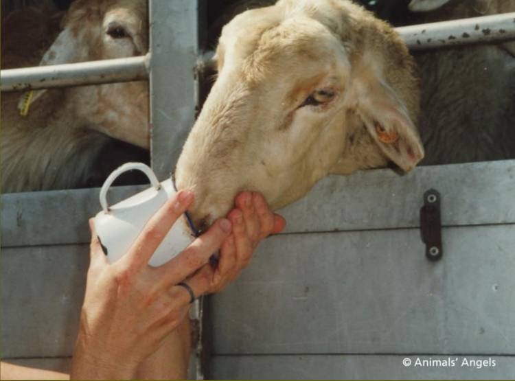 animal transport