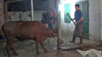 kill cow with sledgehammer
