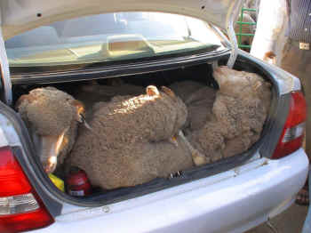 sheep in car trunk
