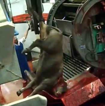 cow abuse