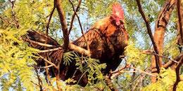 slaughtering chickens