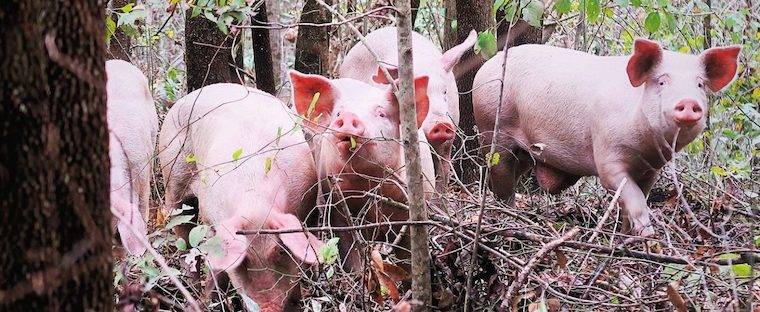 forest pigs